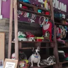 La imagen 4 de la Empresa ANIMALARIUM Productos y Servicios de Cuidado Personal en Santa Cruz de Tenerife TF