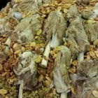 La imagen 10 de la Empresa CAFETERIA ESTRELLA ESPECIALIDAD COMIDA DE SIRIA Cafeterias en Madrid M