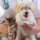 La imagen 2 de la Empresa CEVETS. CENTRO DE FORMACIÓN VETERINARIA Formación Profesional para el Empleo en Madrid M