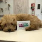 La imagen 2 de la Empresa CLÍNICA VETERINARIA BABIECA Veterinarios y Farmacias Veterinarias en Los Corrales de Buelna S