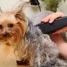 La imagen 1 de la Empresa CLÍNICA VETERINARIA SALAMANCA Veterinarios y Farmacias Veterinarias en Madrid M