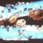 La imagen 1 de la Empresa DESIN. SERVICIOS INTEGRALES Palomas Y Otras Aves: Control De Plagas en Madrid M