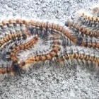 La imagen 2 de la Empresa DESIN. SERVICIOS INTEGRALES Palomas Y Otras Aves: Control De Plagas en Madrid M