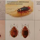 La imagen 3 de la Empresa DESIN. SERVICIOS INTEGRALES Palomas Y Otras Aves: Control De Plagas en Madrid M