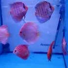La imagen 4 de la Empresa DISCUSMARDELREY Tienda De Mascotas en Alicante A