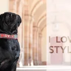 La imagen 1 de la Empresa ESTILFORDOG Tienda De Mascotas en Barcelona B