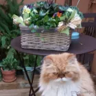 La imagen 7 de la Empresa FINCAT - NETCAT Tasación y Valoración en Sabadell B