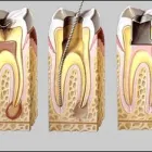 La imagen 4 de la Empresa FIRST DENTAL Salud y Medicina en Majadahonda M