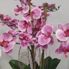 La imagen 4 de la Empresa FLORISTERÍA IKEBANA VALLADOLID Industrias y Agricultura en Valladolid VA
