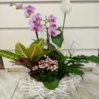 La imagen 13 de la Empresa FLORISTERÍA IKEBANA VALLADOLID Industrias y Agricultura en Valladolid VA