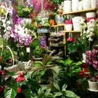 La imagen 7 de la Empresa FLORISTERÍA MANOS VERDES Industrias y Agricultura en Madrid M