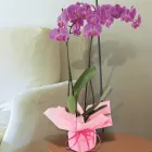 La imagen 6 de la Empresa FLORISTERIA MONTSE Jardineria Articulos Y Servicios: Centros (garden Center) en Móstoles M