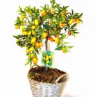 La imagen 8 de la Empresa FLOWERS TO BARCELONA Jardineria: Empresas De Servicios en Barcelona B