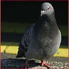 La imagen 1 de la Empresa FUMIGACIONES TIRAJANA Servicios Profesionales y de Negocios en Ingenio GC