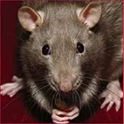 La imagen 5 de la Empresa FUMIGACIONES TIRAJANA Servicios Profesionales y de Negocios en Ingenio GC