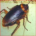 La imagen 6 de la Empresa FUMIGACIONES TIRAJANA Servicios Profesionales y de Negocios en Ingenio GC