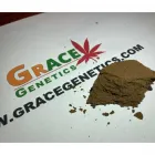 La imagen 3 de la Empresa GRACE GENETICS SL Proveedor de Semillas en Barcelona B
