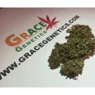 La imagen 4 de la Empresa GRACE GENETICS SL Proveedor de Semillas en Barcelona B