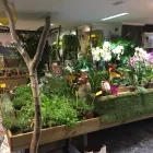 La imagen 9 de la Empresa GRUPO ANATURA - LA CASA DE LAS SEMILLAS Servicios Profesionales y de Negocios en Las Palmas de Gran Canaria GC