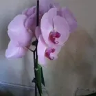 La imagen 32 de la Empresa GUIMAGUADA BY CARMEN TRUJILLO Industrias y Agricultura en Telde GC