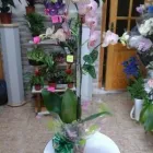 La imagen 33 de la Empresa GUIMAGUADA BY CARMEN TRUJILLO Industrias y Agricultura en Telde GC