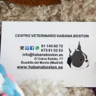 La imagen 43 de la Empresa HABANA BOSTON Veterinarios y Farmacias Veterinarias en Boadilla del Monte M