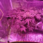 La imagen 16 de la Empresa HUERTO URBANO GROW Industrias y Agricultura en Casabermeja MA