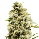 La imagen 27 de la Empresa HUERTO URBANO GROW Industrias y Agricultura en Casabermeja MA