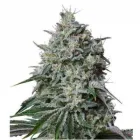 La imagen 28 de la Empresa HUERTO URBANO GROW Industrias y Agricultura en Casabermeja MA