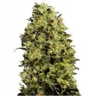 La imagen 29 de la Empresa HUERTO URBANO GROW Industrias y Agricultura en Casabermeja MA