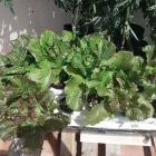 La imagen 39 de la Empresa HUERTO URBANO GROW Industrias y Agricultura en Casabermeja MA