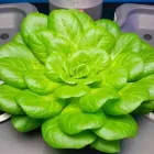 La imagen 40 de la Empresa HUERTO URBANO GROW Industrias y Agricultura en Casabermeja MA