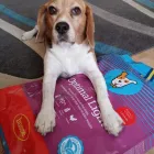 La imagen 6 de la Empresa HUSSE Animales De CompaÑia Alimentos: Fabricantes Y Mayoristas en Madrid M