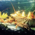 La imagen 4 de la Empresa IZKIÑA RESTAURANTE Marisquería en Pasai San Pedro SS