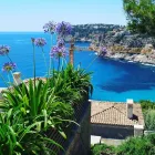La imagen 6 de la Empresa JARDINES JOMI Servicios Profesionales y de Negocios en Santa Ponça IB