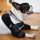 La imagen 6 de la Empresa ORTOCANIS Veterinarios y Farmacias Veterinarias en Badalona B