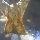 La imagen 7 de la Empresa PAELLAS GIGANTES LA BAMBINA Servicios de Catering en Madrid M