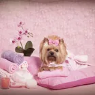 La imagen 2 de la Empresa PELUDETES DE CARMEN Productos y Servicios de Cuidado Personal en Madrid M