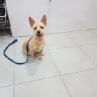 La imagen 1 de la Empresa PELUQUERIA CANINA BUPY Productos y Servicios de Cuidado Personal en Las Palmas de Gran Canaria GC