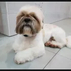 La imagen 2 de la Empresa PELUQUERIA CANINA BUPY Productos y Servicios de Cuidado Personal en Las Palmas de Gran Canaria GC