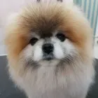 La imagen 3 de la Empresa PELUQUERIA CANINA BUPY Productos y Servicios de Cuidado Personal en Las Palmas de Gran Canaria GC