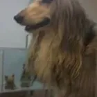 La imagen 1 de la Empresa PELUQUERIA CANINA PELITOS A LAVAR Productos y Servicios de Cuidado Personal en Calella B