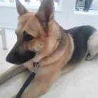 La imagen 2 de la Empresa PELUQUERIA CANINA PELITOS A LAVAR Productos y Servicios de Cuidado Personal en Calella B