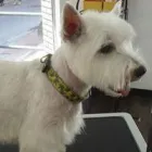 La imagen 3 de la Empresa PELUQUERIA CANINA PELITOS A LAVAR Productos y Servicios de Cuidado Personal en Calella B