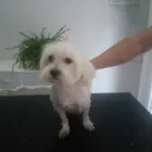 La imagen 4 de la Empresa PELUQUERIA CANINA PELITOS A LAVAR Productos y Servicios de Cuidado Personal en Calella B