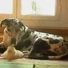 La imagen 5 de la Empresa PELUQUERIA CANINA PELITOS A LAVAR Productos y Servicios de Cuidado Personal en Calella B