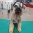 La imagen 7 de la Empresa PELUQUERÍA CANINA ROCK & DOG Veterinarios y Farmacias Veterinarias en Madrid M