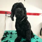 La imagen 17 de la Empresa PELUQUERÍA CANINA ROCK & DOG Veterinarios y Farmacias Veterinarias en Madrid M