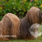 La imagen 1 de la Empresa PELUQUERÍA SOLYCANN Productos y Servicios de Cuidado Personal en Torremolinos MA