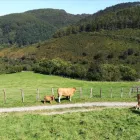 La imagen 1 de la Empresa RICARDO MORAZA NATURÓPATA - IRIDÓLOGO Terapias Alternativas y Complementarias en Donostia SS
